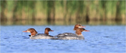 <p>MORČÁK VELKÝ (Mergus merganser) Varnsdorf, na Šluknovsku je možné ho občas vidět, ale nehnízdí zde.</p>